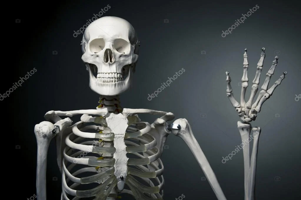depositphotos_13447288-Happy-human-skeleton-saying-hello.webp
