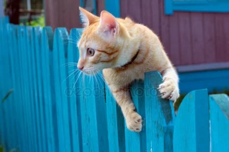 depositphotos_1379172-stock-photo-red-cat-on-a-fencing.webp