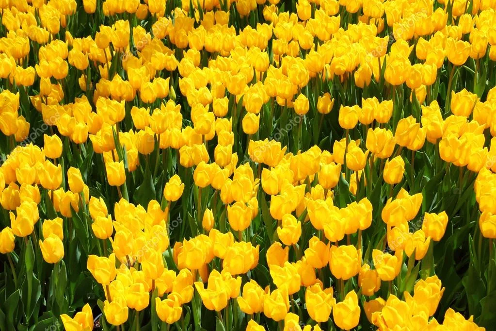 depositphotos_14097422-stock-photo-beautiful-yellow-tulip-field-in.webp