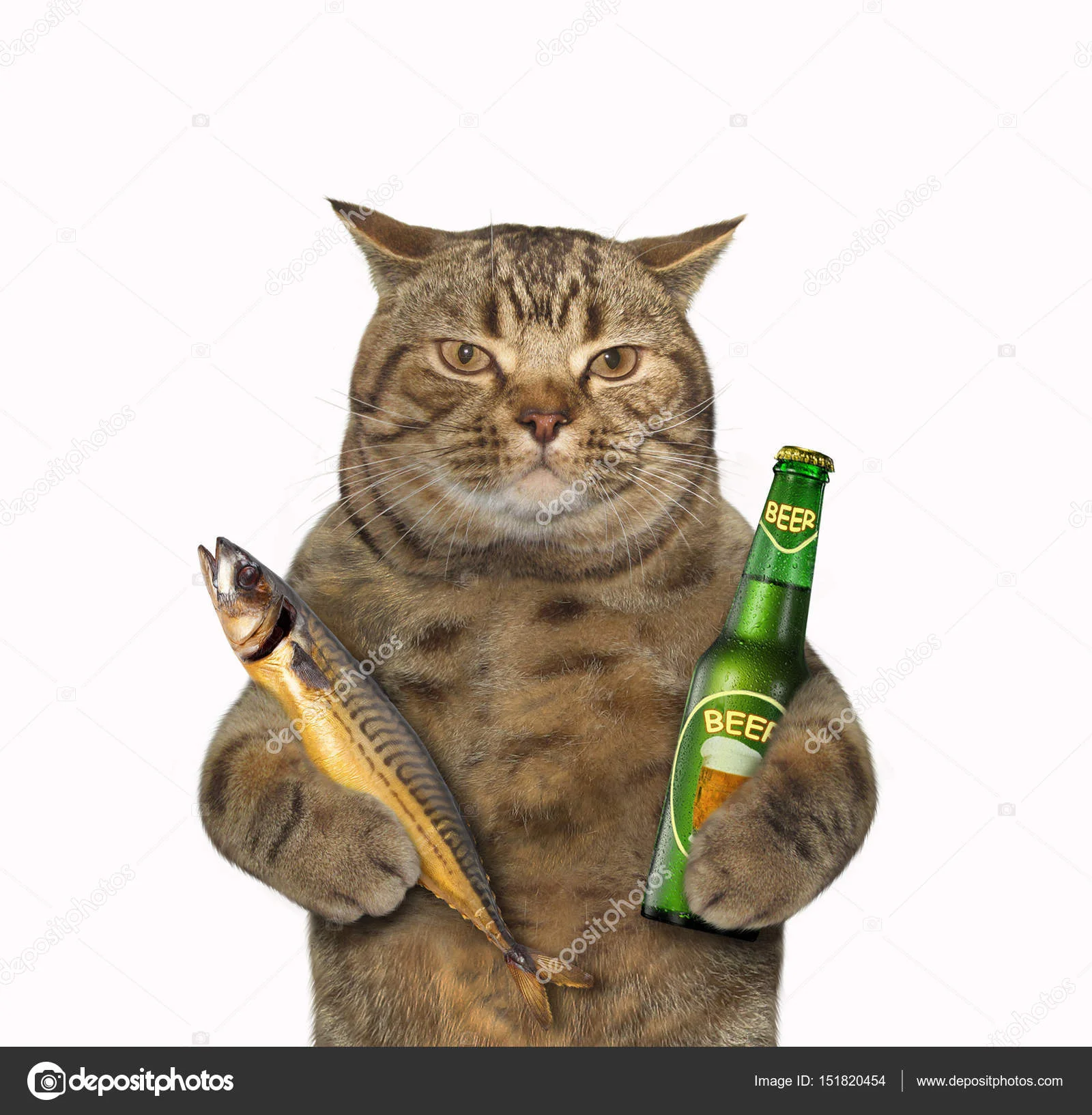 depositphotos_151820454-stock-photo-cat-with-beer-and-fish.webp