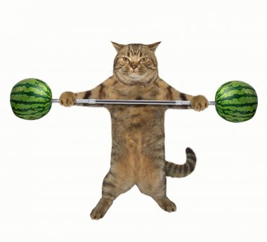 depositphotos_156729532-stock-photo-cat-weightlifter-2.jpg