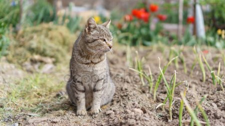 depositphotos_157044790-stock-photo-cat-looking-onion-plantation.jpg