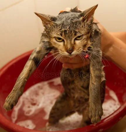 depositphotos_17594495-stock-photo-wet-cat-kitty-in-shower.webp
