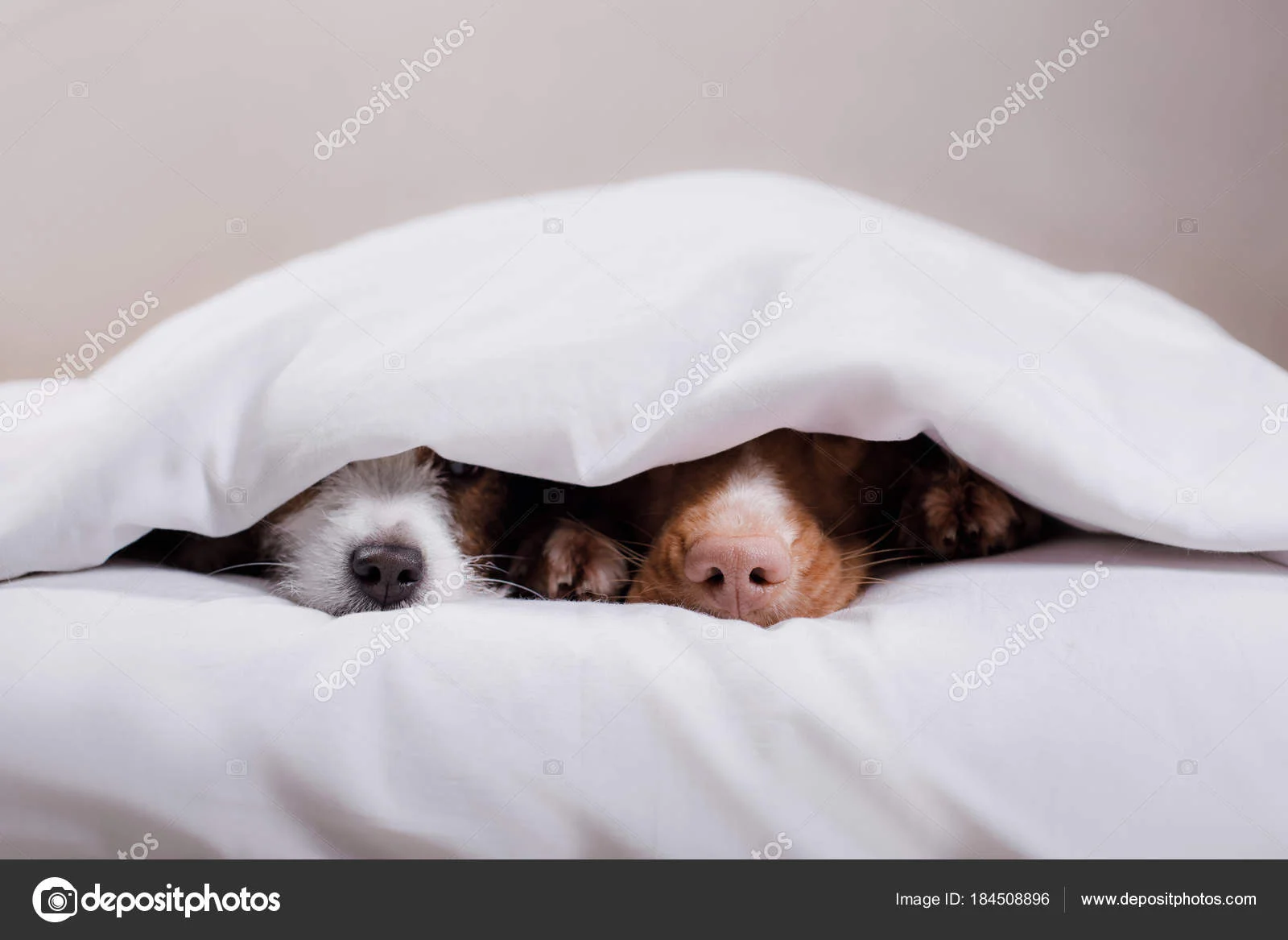 depositphotos_184508896-stock-photo-two-dogs-under-a-blanket.webp