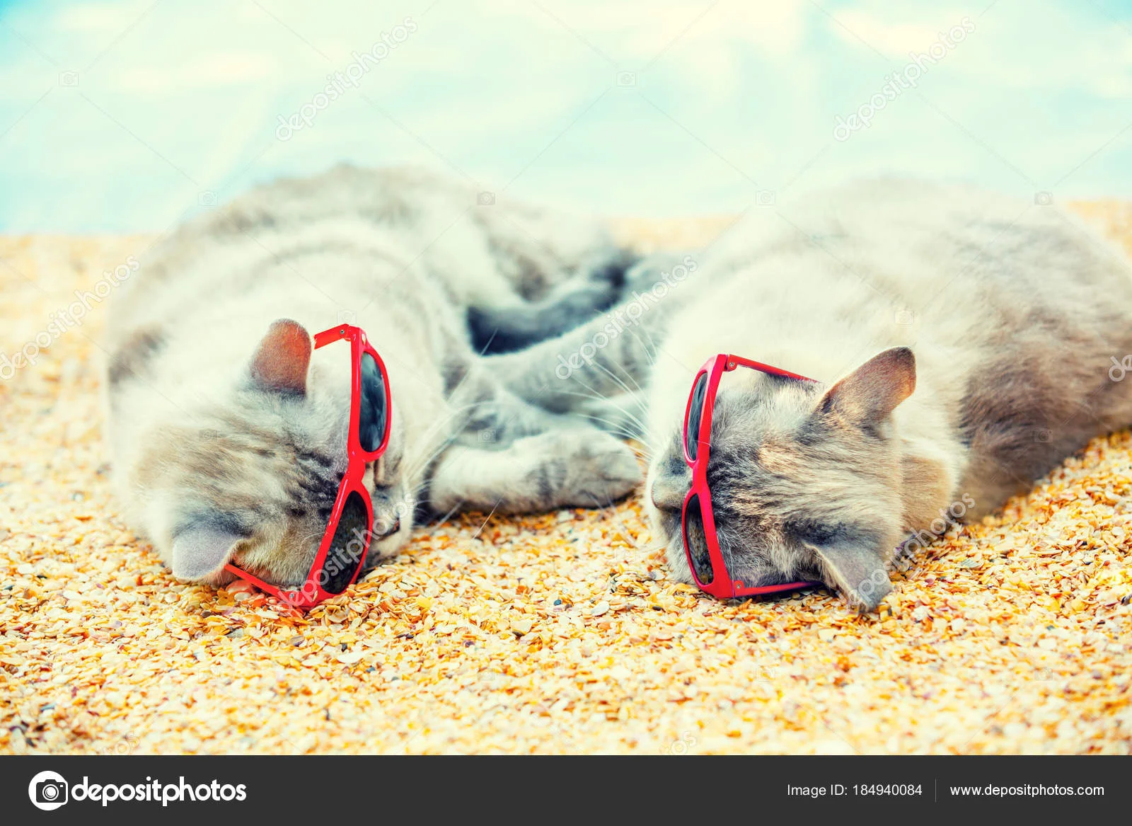 depositphotos_184940084-stock-photo-two-cats-wearing-sunglasses-relaxing.webp