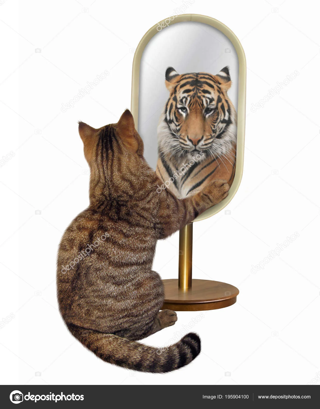 depositphotos_195904100-stock-photo-cat-looks-mirror-sees-reflection.webp