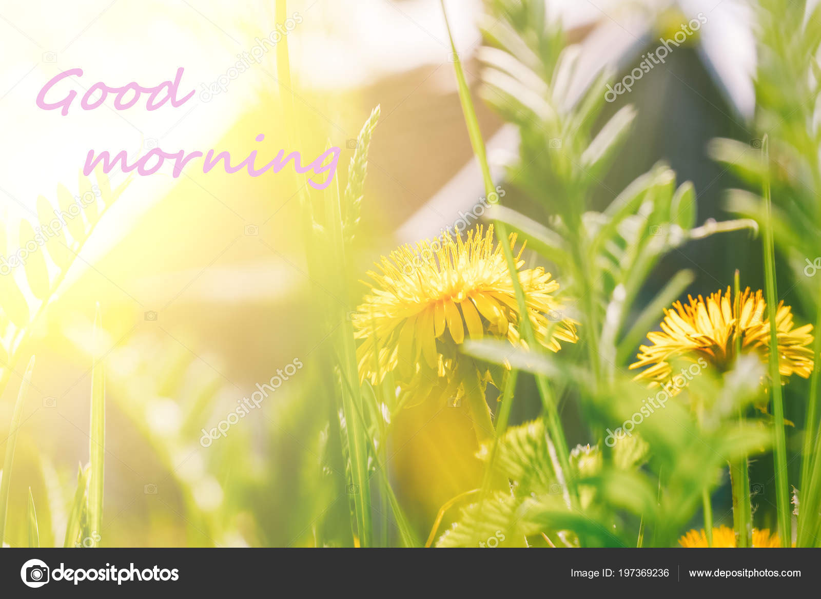 depositphotos_197369236-stock-photo-inscription-good-morning-photo-yellow.jpg