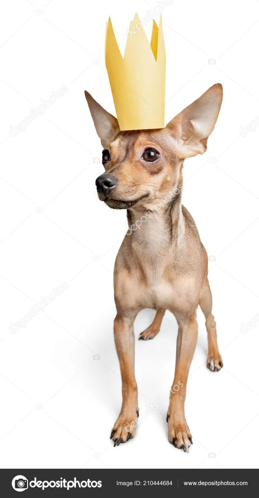 depositphotos_210444684-stock-photo-crown-king-dog-domestic-animal.webp