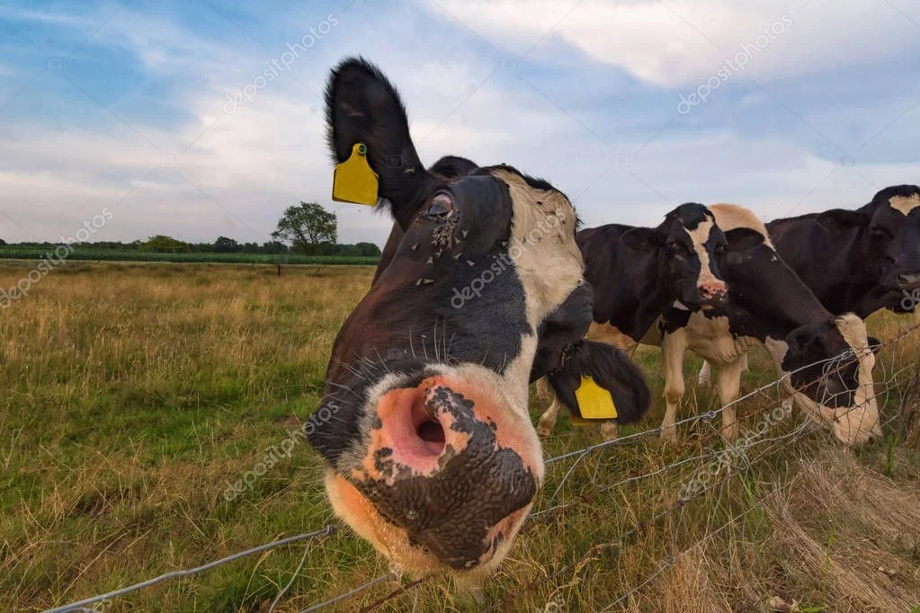 depositphotos_227239094-stock-photo-cows-pasture-evening-light.jpg
