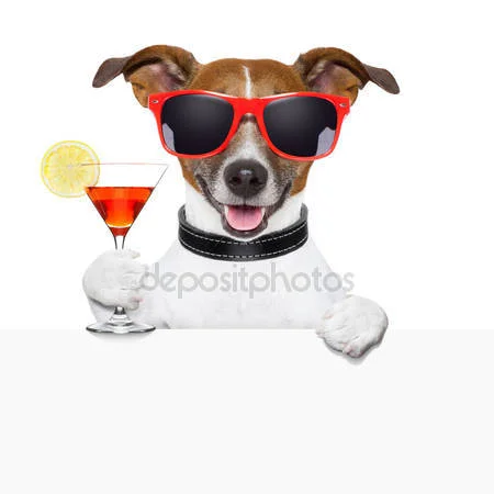 depositphotos_22894708-stock-photo-funny-cocktail-dog-banner.webp