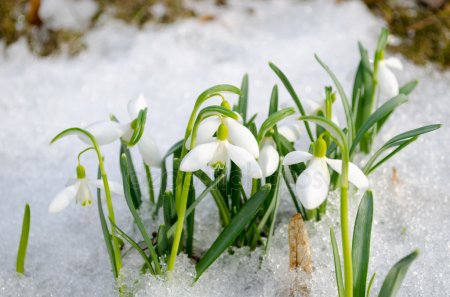 depositphotos_25163489-stock-photo-spring-snowdrop-snowflake-flowers-blooms.jpg