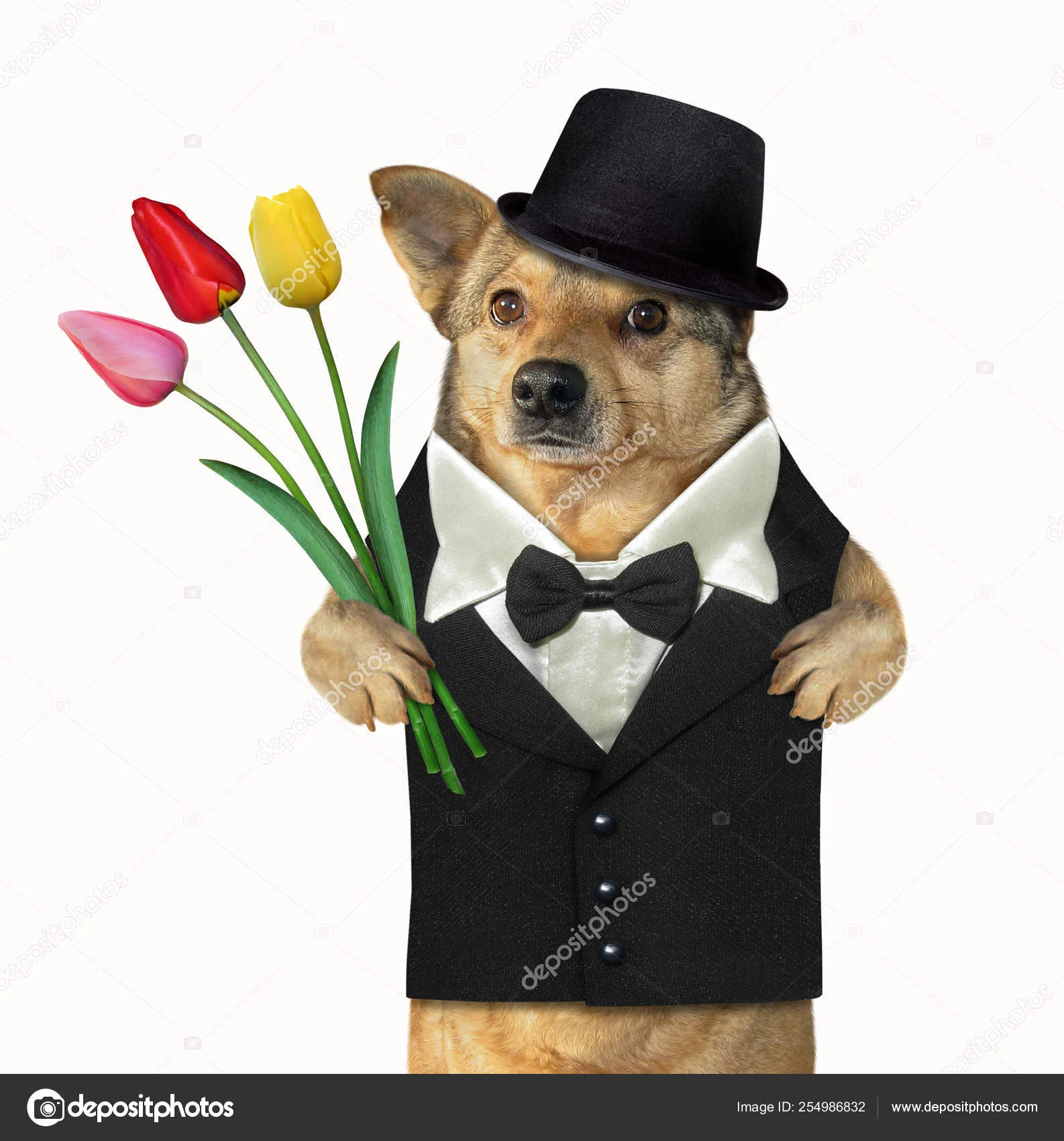 depositphotos_254986832-stock-photo-dog-gentleman-with-a-tulips.webp