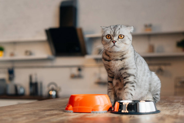 depositphotos_277809394-stock-photo-scottish-fold-cat-sitting-table.jpg