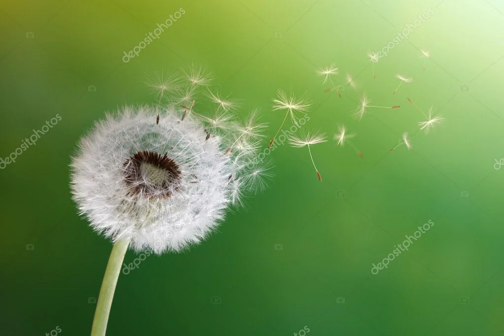 depositphotos_27928707-stock-photo-dandelion-clock-in-morning-sun.webp