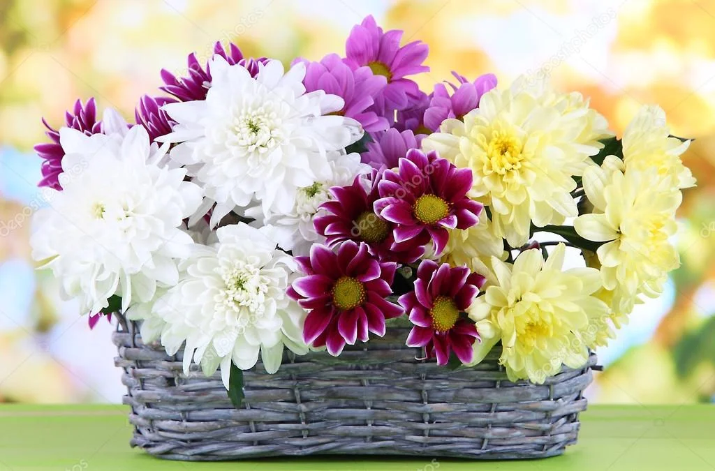 depositphotos_29998141-stock-photo-bouquet-of-beautiful-chrysanthemums-in.webp