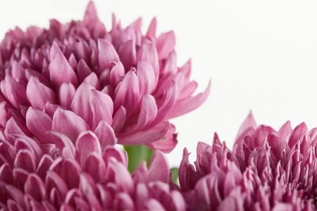 depositphotos_320397970-stock-photo-close-view-purple-chrysanthemum-flowers.webp