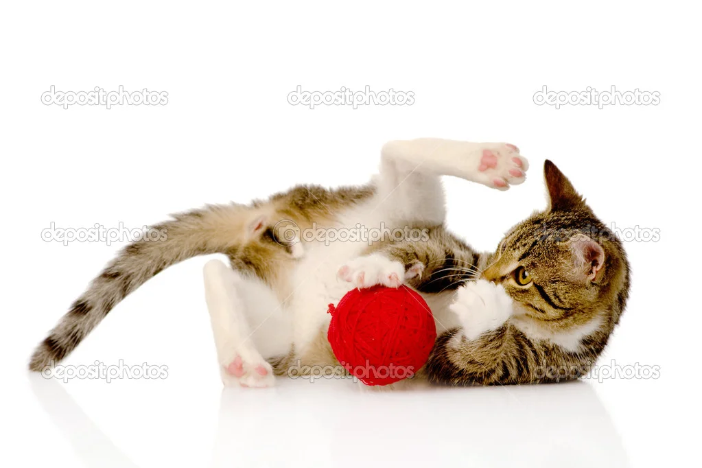 depositphotos_33701387-Cat-playing-with-a-ball.webp