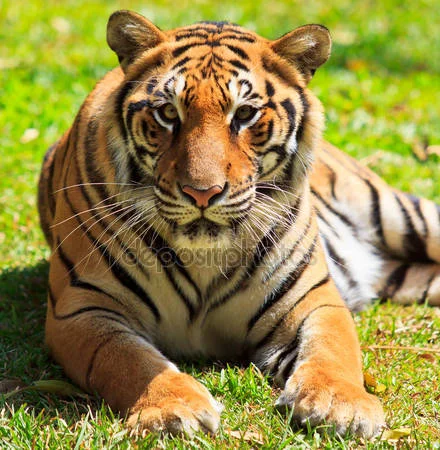 depositphotos_35948187-stock-photo-tiger.webp