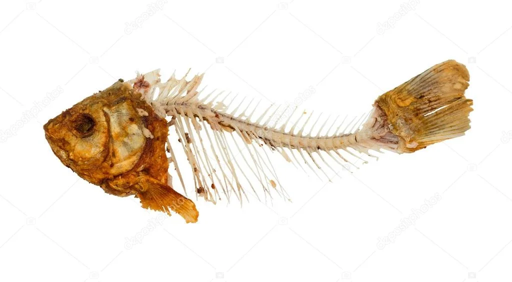 depositphotos_36374923-stock-photo-skeleton-of-fish.webp