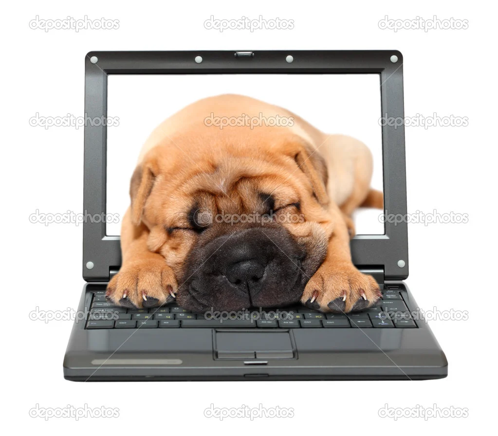 depositphotos_3750656-Laptop-with-sleeping-puppy-dog.webp