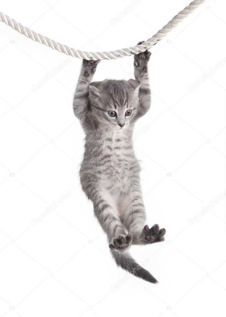 depositphotos_38710947-stock-photo-tabby-cat-hanging-on-rope.jpg