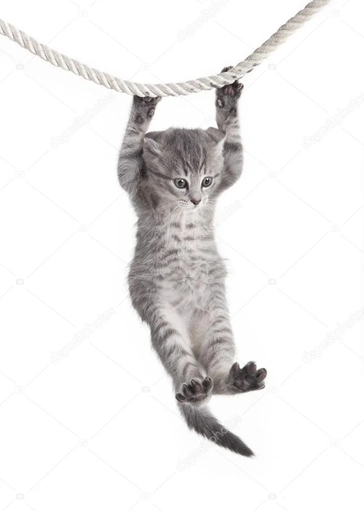 depositphotos_38710947-stock-photo-tabby-cat-hanging-on-rope.webp
