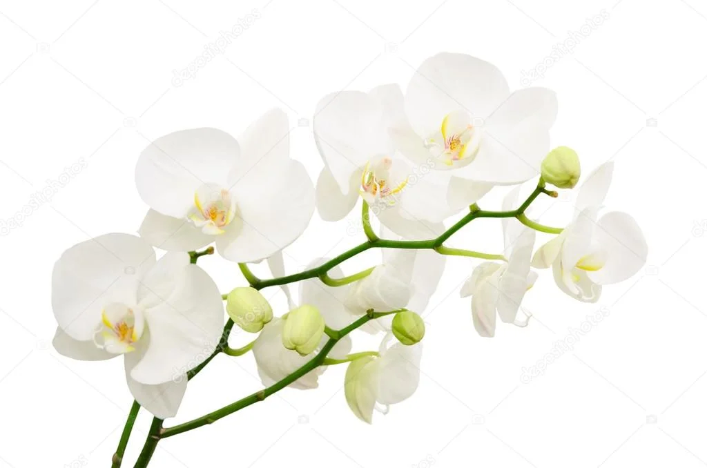 depositphotos_42433103-stock-photo-long-branches-of-bouquet-delicate.webp