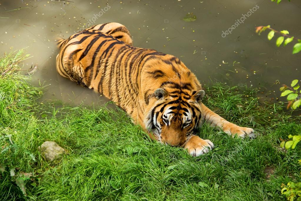 depositphotos_47030977-stock-photo-tiger-is-taking-bath.jpg