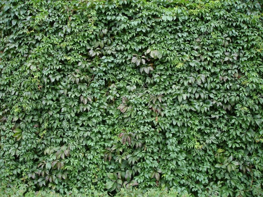 depositphotos_4737682-Ivy-green-autumn-background-photo.webp