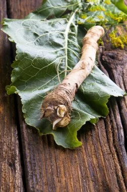 depositphotos_49312859-stock-photo-fresh-horseradish.webp