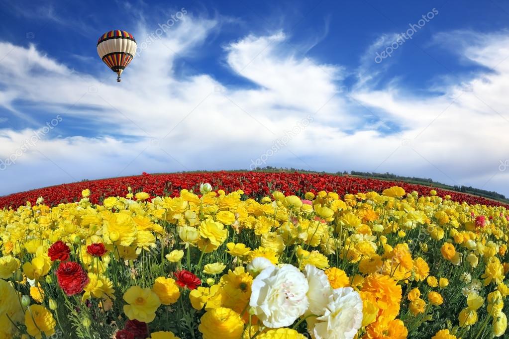 depositphotos_52490259-stock-photo-air-balloon-over-buttercups-field.jpg