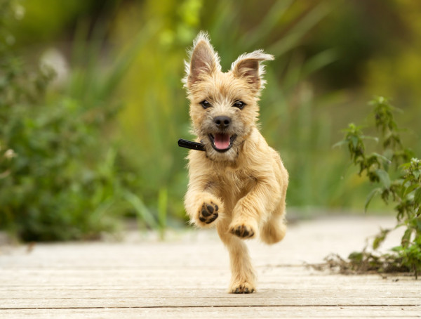 depositphotos_58906929-stock-photo-cairn-terrier-puppy.jpg