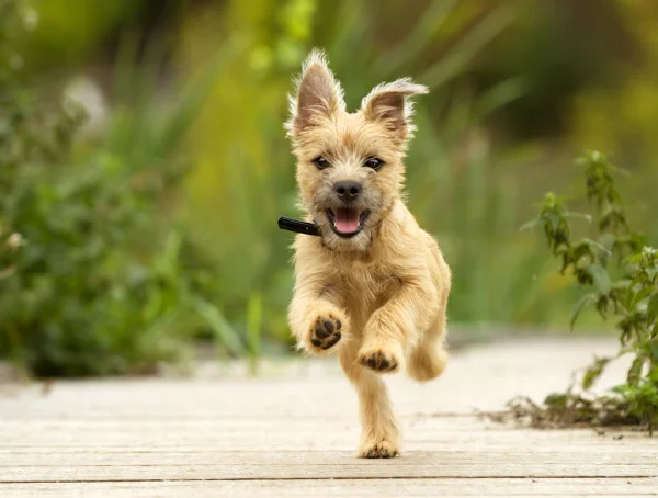 depositphotos_58906929-stock-photo-cairn-terrier-puppy.webp