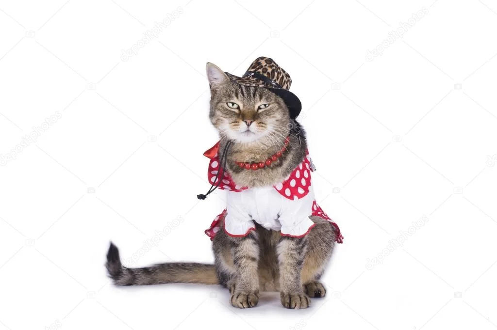 depositphotos_59843383-stock-photo-kitten-in-a-red-and.webp