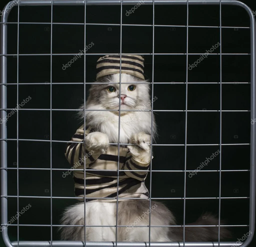 depositphotos_59844027-stock-photo-cat-criminal-behind-bars.webp