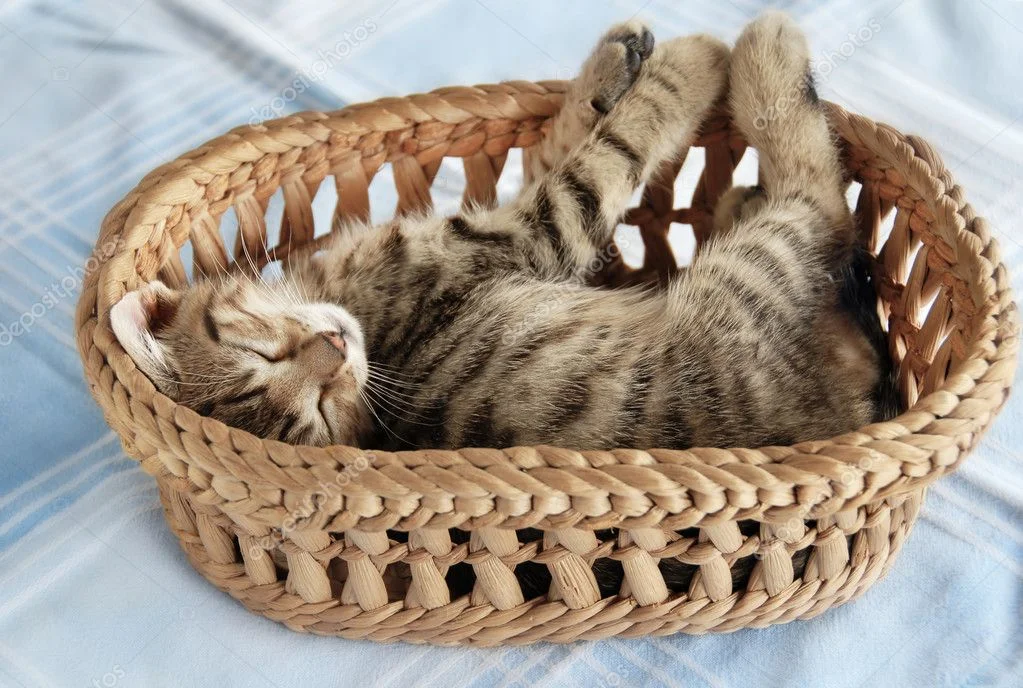 depositphotos_6393255-stock-photo-adorable-kitty-sleeping-in-basket.webp