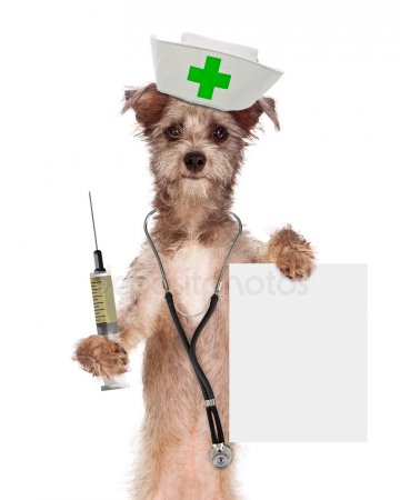 depositphotos_64344535-stock-photo-dog-nurse-with-syringe.jpg