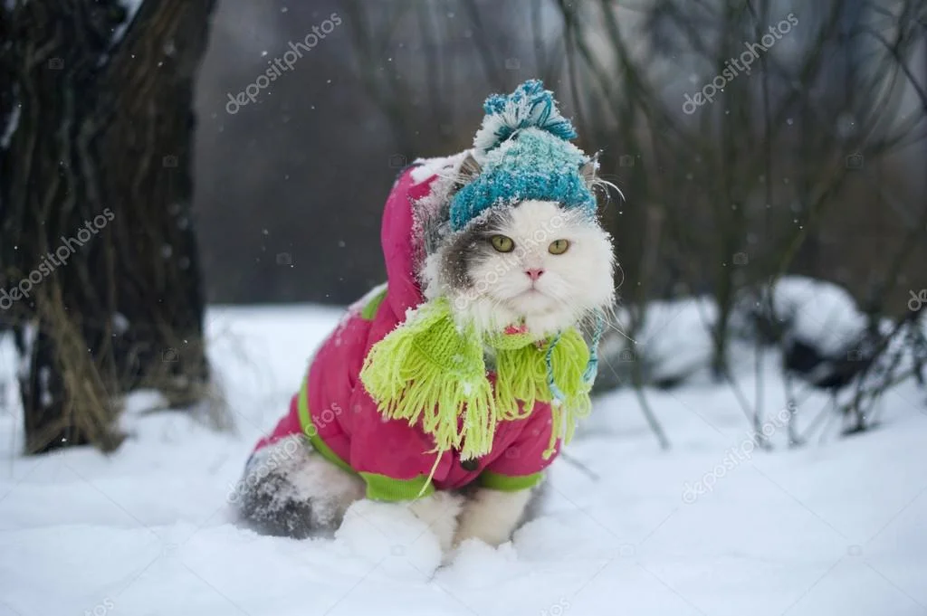 depositphotos_75615841-stock-photo-cat-in-winter-clothes-on.webp