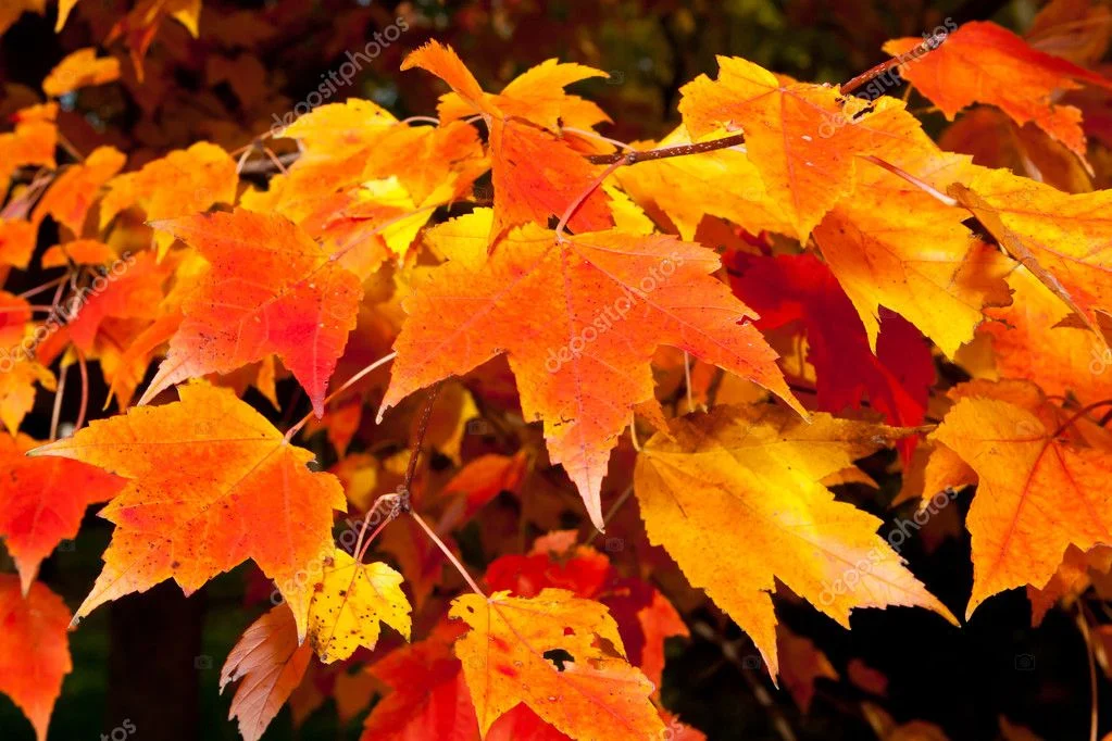 depositphotos_7895141-stock-photo-full-frame-bunch-orange-autumn.webp