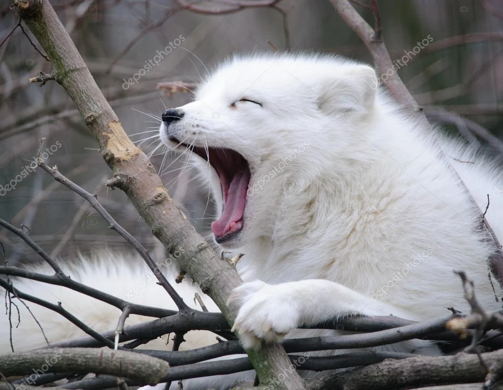 depositphotos_81955758-stock-photo-yawning-fox.webp