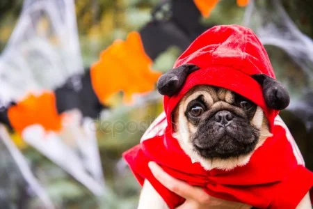 depositphotos_87920242-stock-photo-dog-mops-a-dog-wearing.webp
