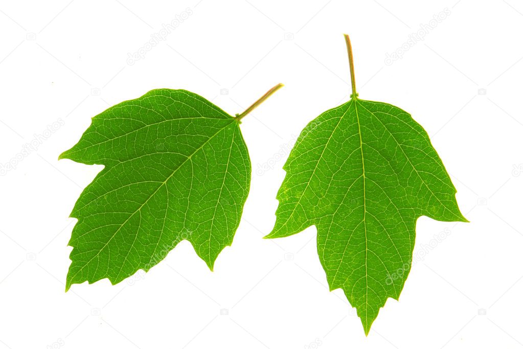 depositphotos_9513647-stock-photo-guelder-rose-leaf.jpg