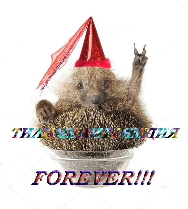 depositphotos_9520712-stock-photo-hedgehogs копия.webp