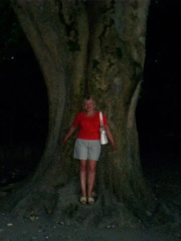 дерево мое.webp