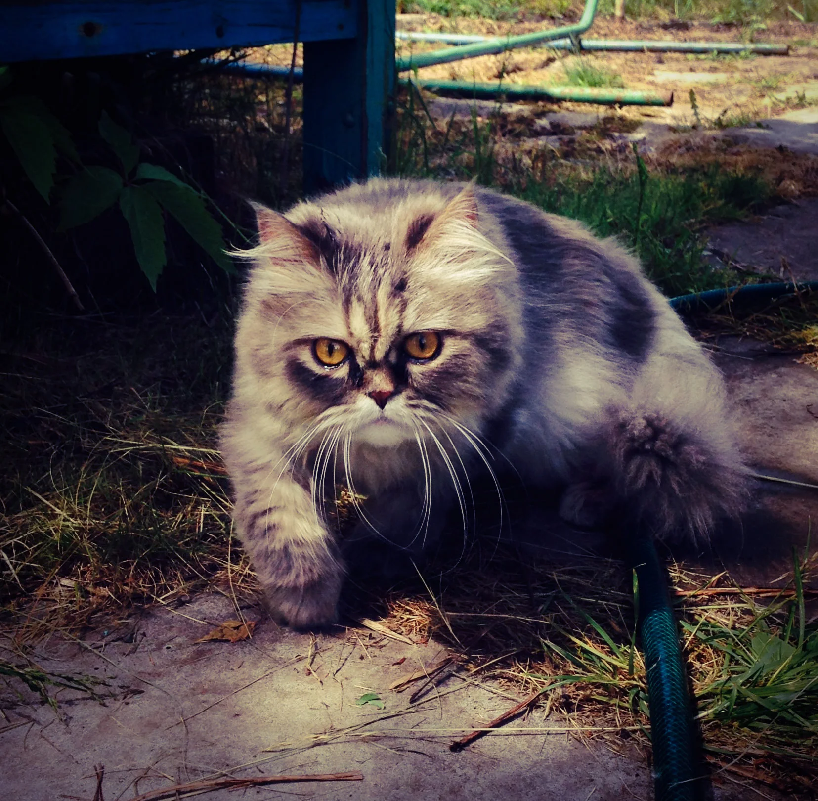 Дерзкая Алиса.webp