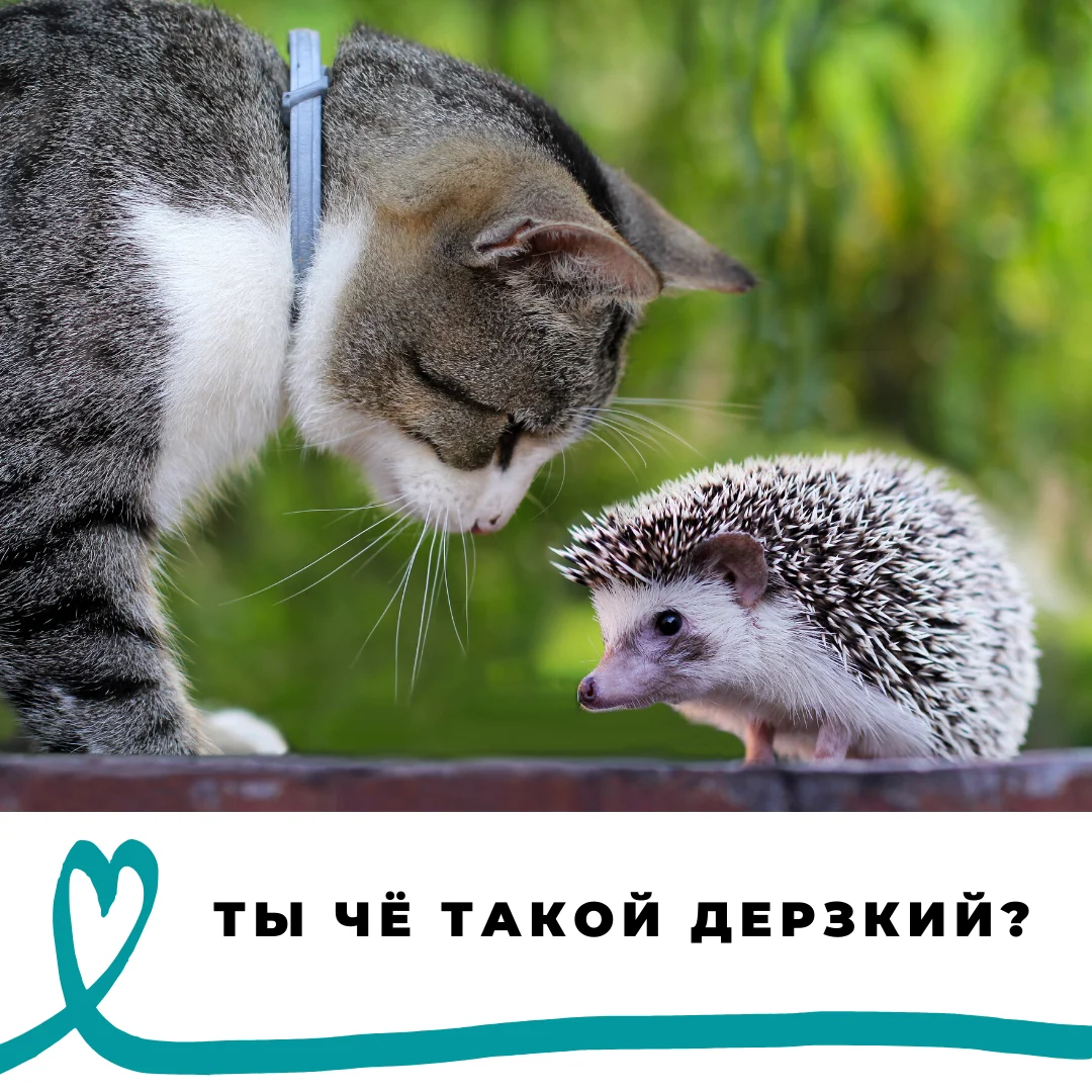 Дерзкие ёжики!.webp