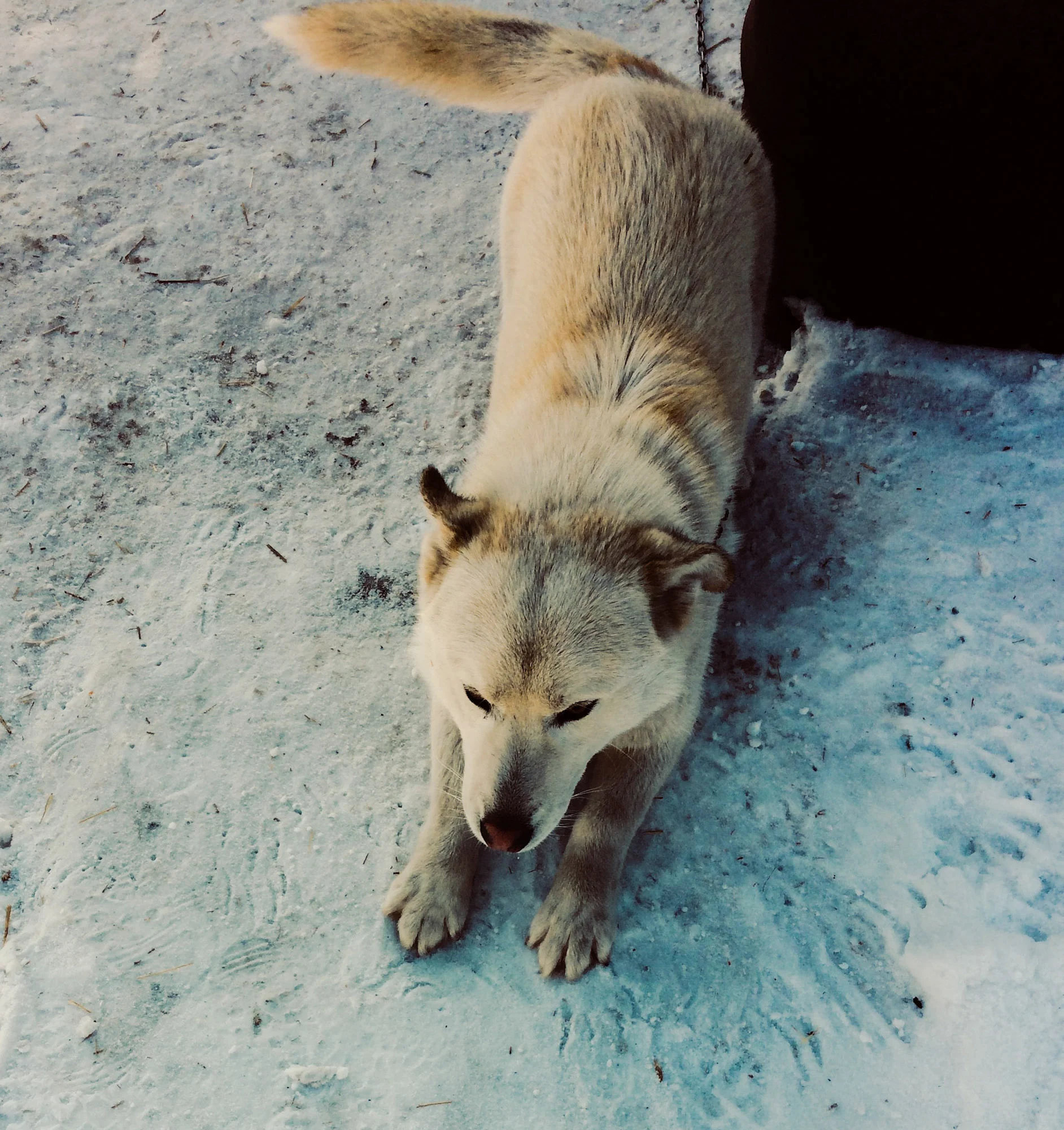 Дерзкий Арчи1.webp