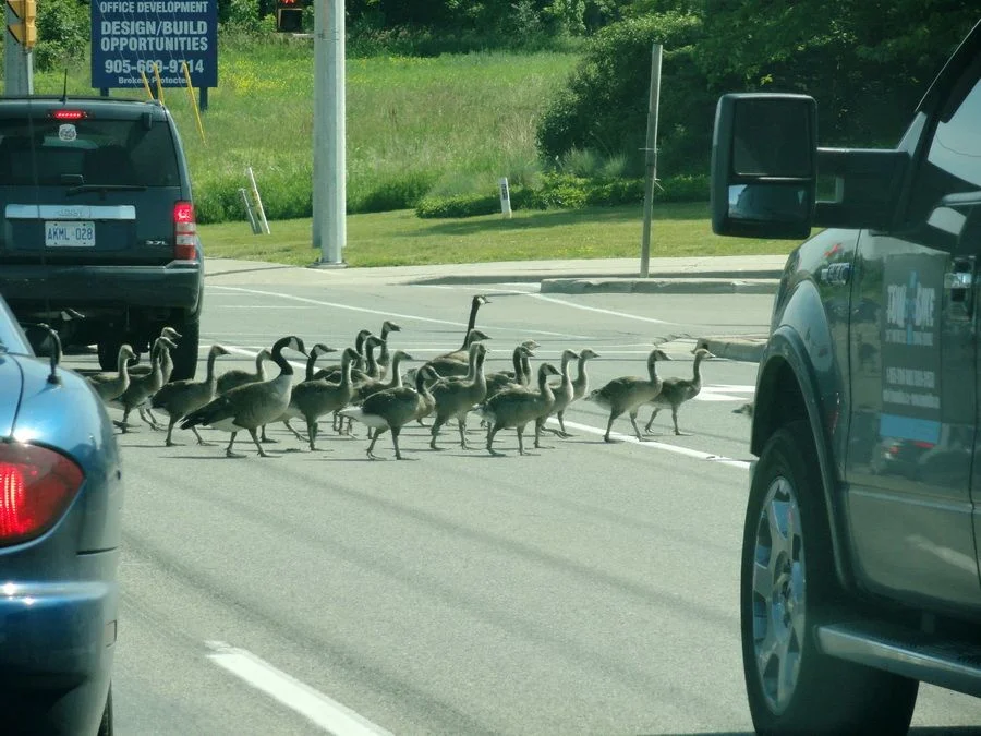 детки и мамы.webp