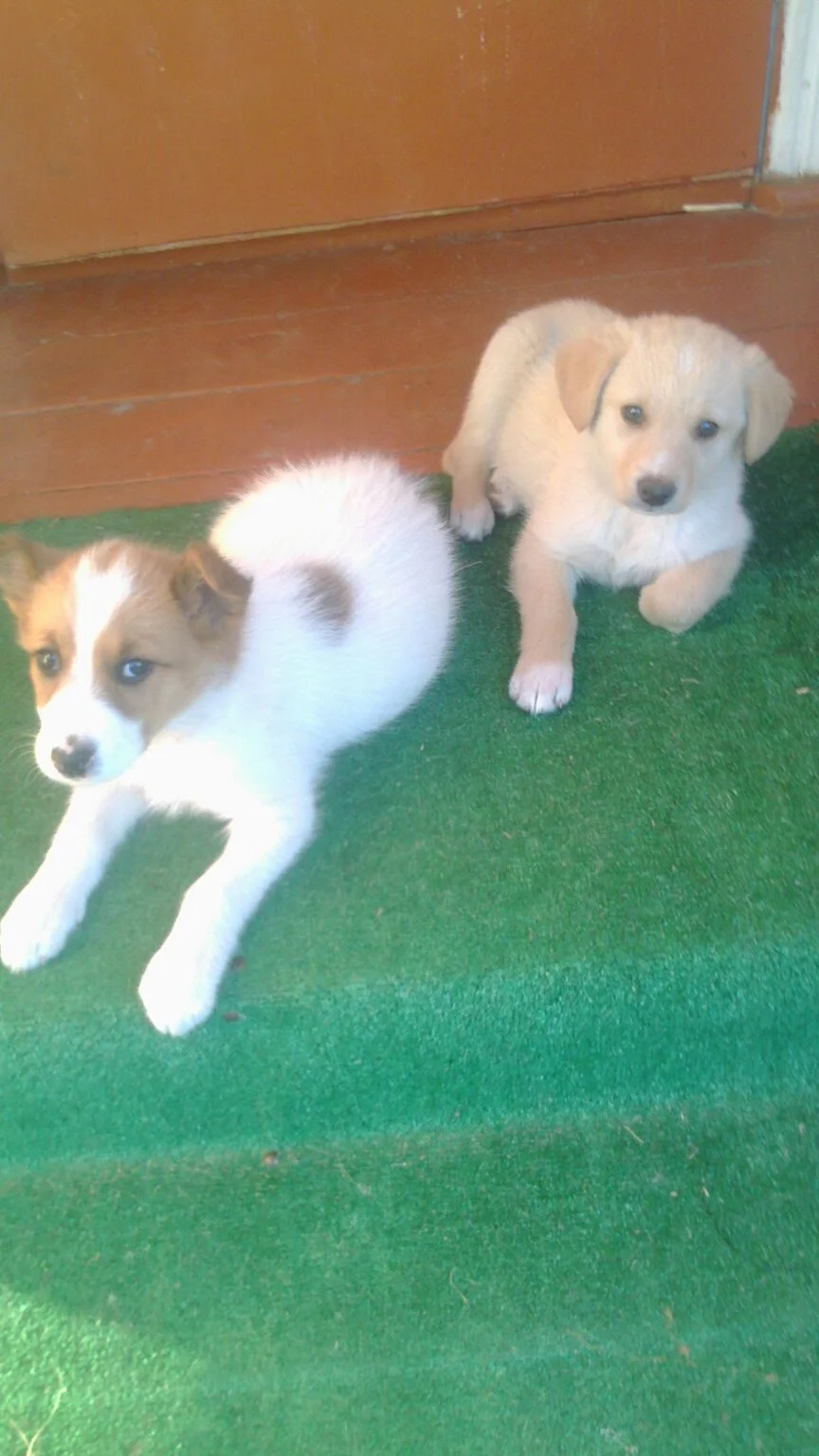 девочки конк.webp