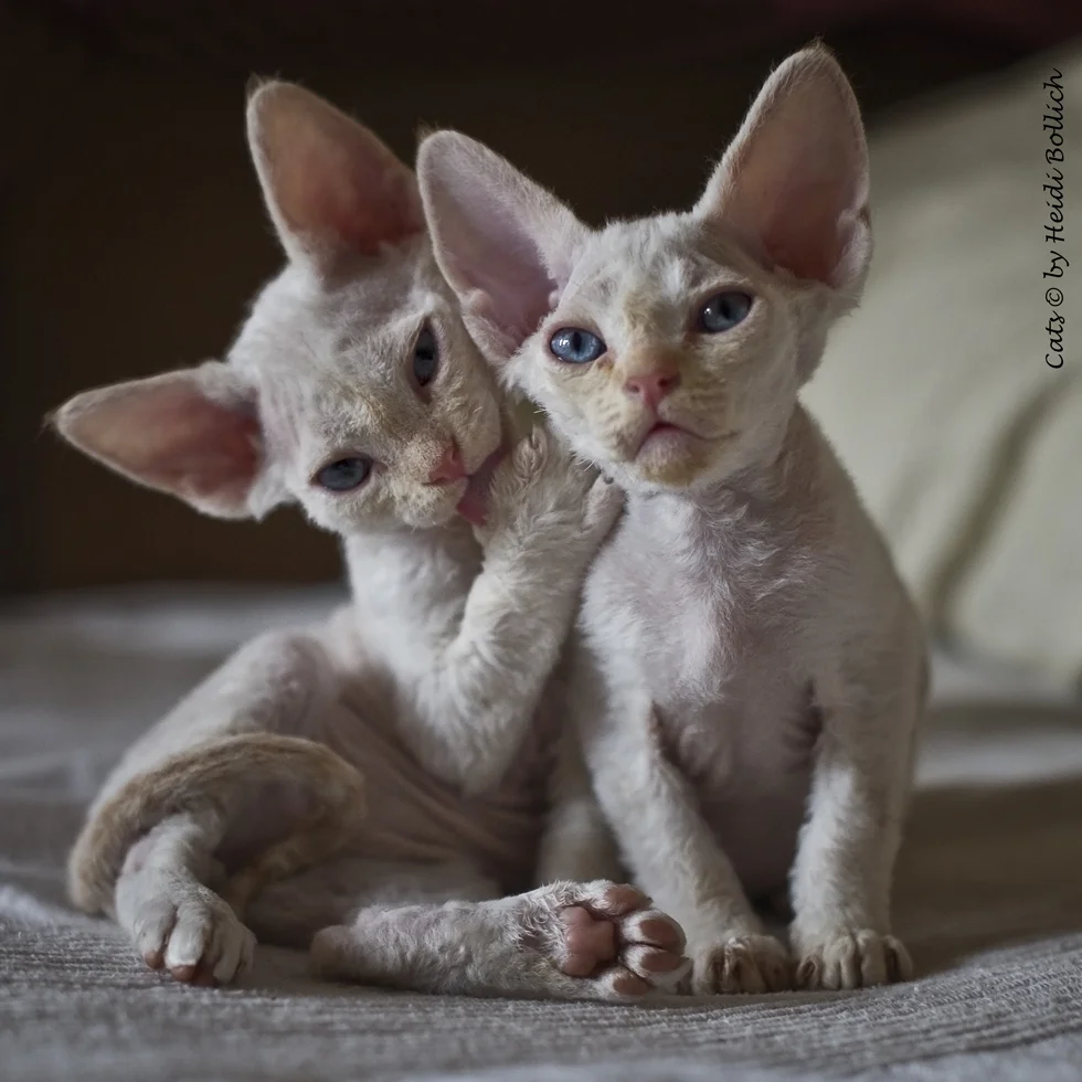 DevonRex.webp